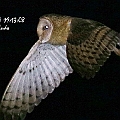 c1 - c2 are the same bird. Grass Owl ? The legs go beyond the tail. 